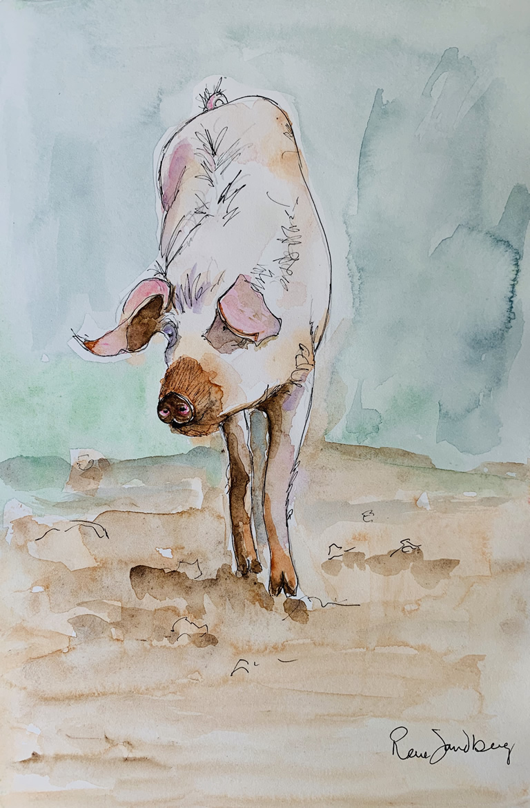 Pig 2 Watercolour Painting by Rene Sandberg